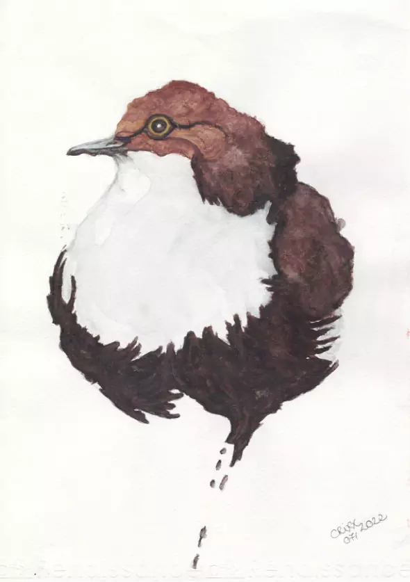 Water bird (Rail) watercolor painting. White breasted, dark burnt umber colored feather dress. Front view angle. Brown paint splashes.