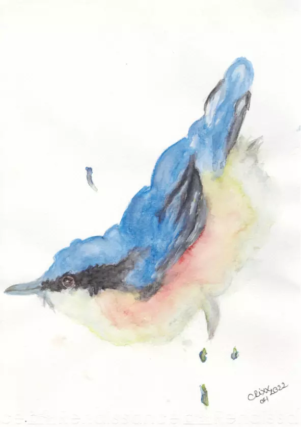 Kleiber, Nuthatch bird painting, watercolor bird, colors ranging from soft cream into peach orange and shades of blue, side view, black splashes, pure, original