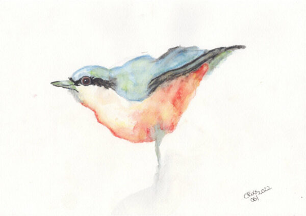 Kleiber, Nuthatch bird painting, watercolor bird, soft blue and peach colored bird, side view, light grey and green, very pure, original