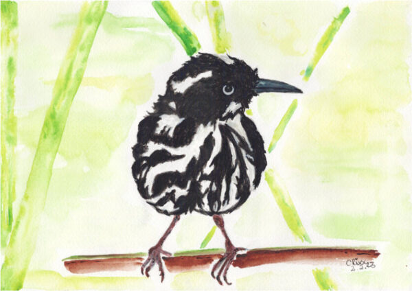 Cute little Zebra bird watercolor painting. Black and white. sitting on a branch. Soft light green Bamboo background.