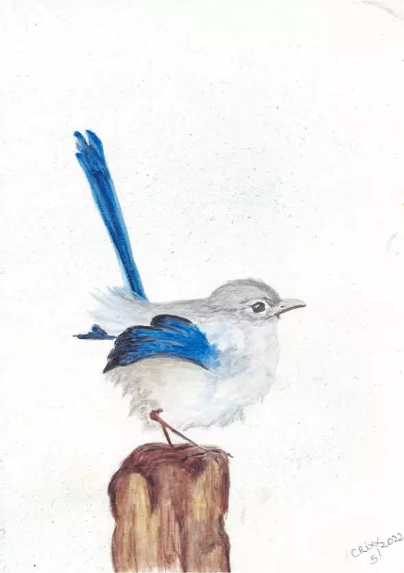 Finch watercolor painting, light greys , royal blue sitting on a wooden log. White plain background.