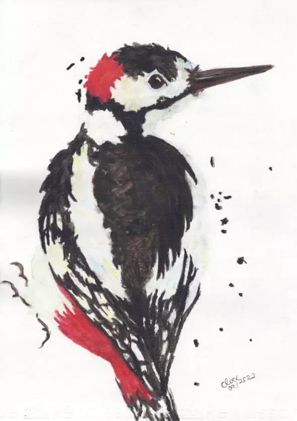 Woodpecker watercolor painting, deep reds and black, softly washed ivory and light blues, rear view, black colored splashes