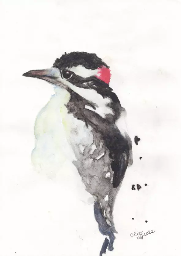 woodpecker watercolor painting, deep reds, black and white, side view, red and black splashes