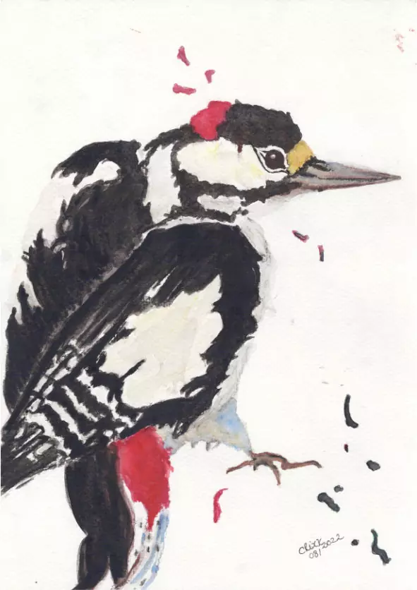 woodpecker watercolor painting, deep reds, black and white, side view, red and black splashes