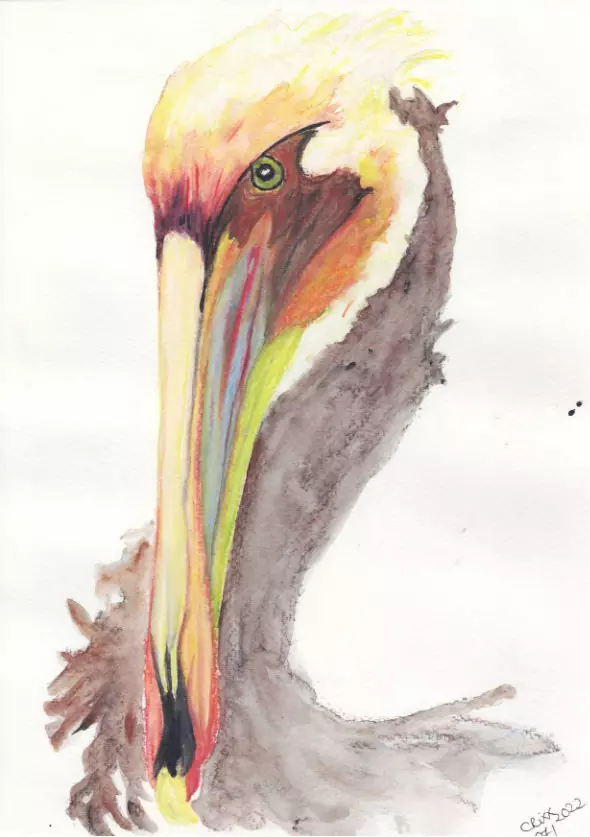 Brown pelican portrait painting, watercolor bird, shades of rusty orange, warm yellow and brown, some grayish - blue nuances, greenish eyes, original