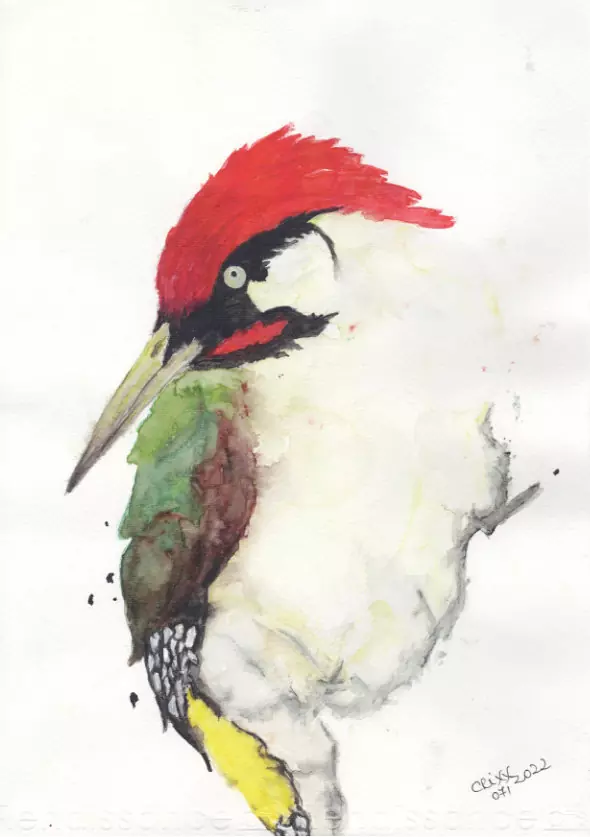 Green woodpecker watercolor painting, bright red cap and cheeks, olive green wings, yellow tail, side view