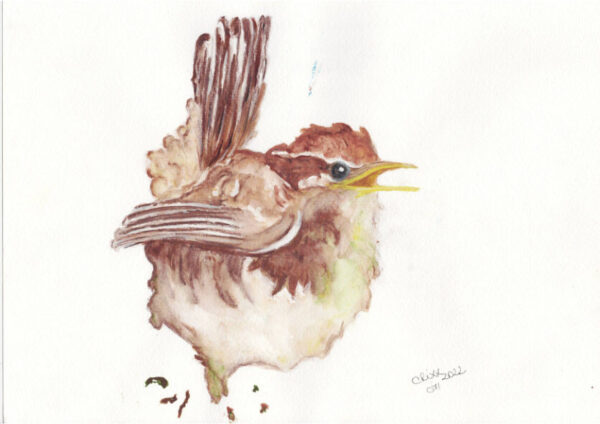 Sparrow bird watercolor painting. In sienna brown nuances with yellow beak. Side view. Brown paint splashes. White background.