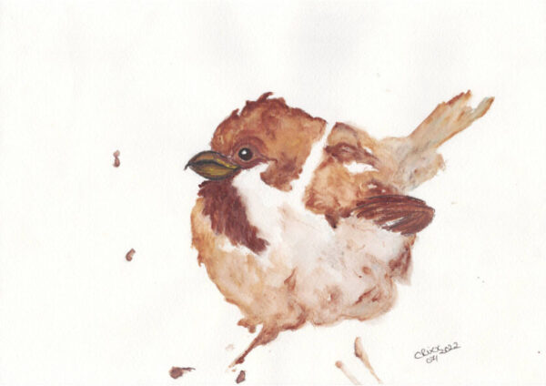 Sparrow bird watercolor painting. Sienna brown. Burnt umber brown. Front view. Brown paint splashes. White background.