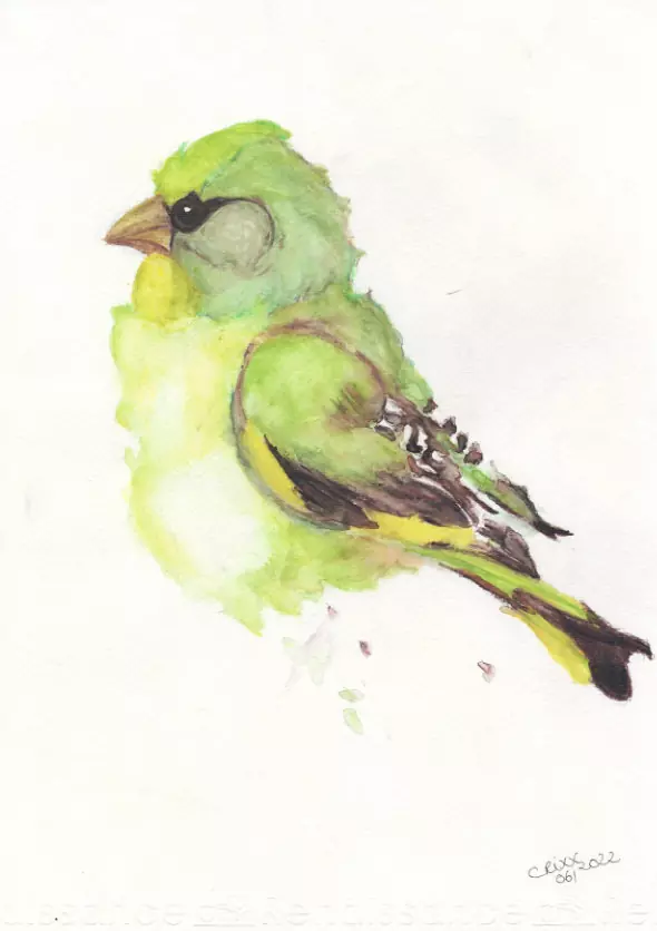 Green finch bird watercolor painting. Bright yellow, light bright greens, black, grey paint splashes, white background.