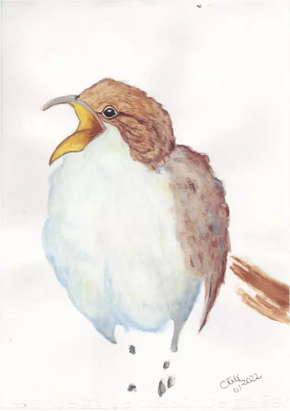 Nightingale watercolor painting. Held in off whites and soft blues and a soft sienna brown colored feather dress. Open yellow beak. Singing. Dark grey paint splashes. White background.