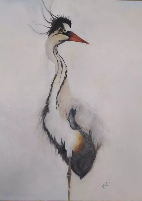 Heron bird