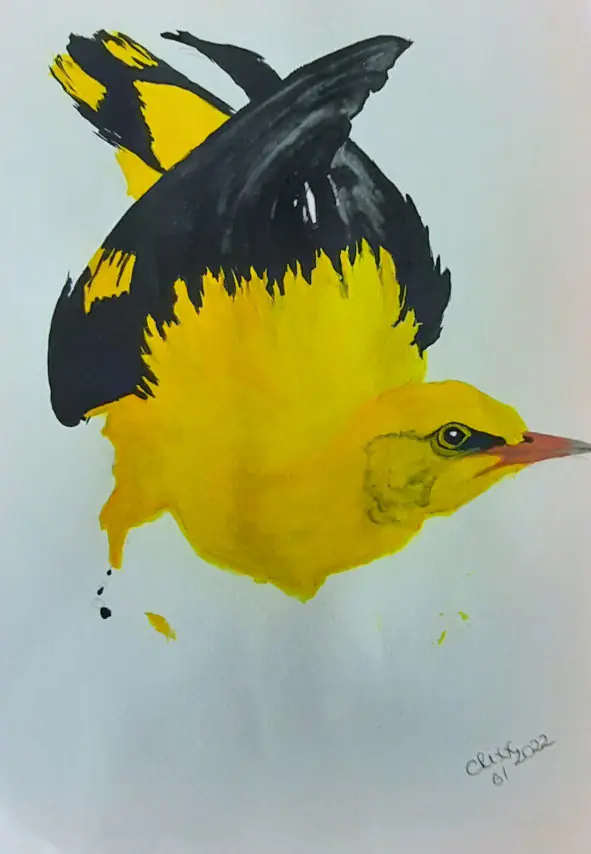 Golden Oriole watercolor painting