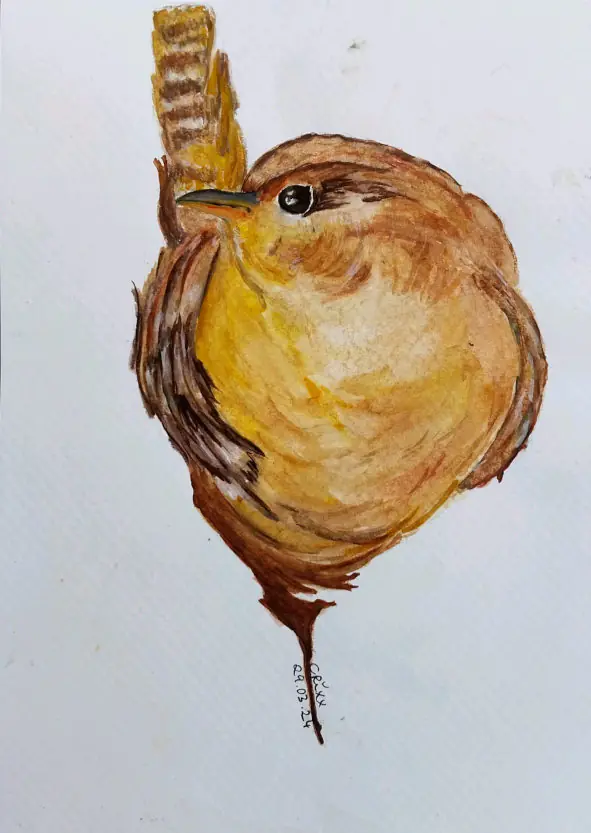 Wren watercolor painting