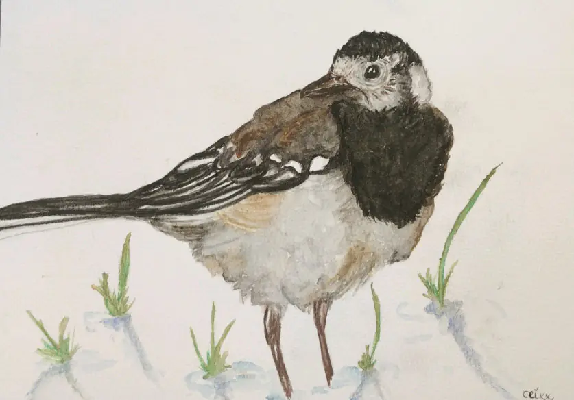 Wagtail