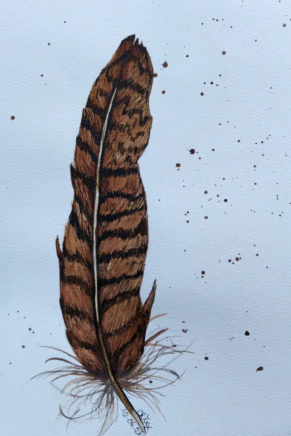 Pheasant Feather
